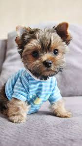 Image of Yorkshire Terrier posted on 2022-06-22 15:00:15 from delhi